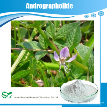 Vente chaude d&#39;extrait de feuilles de Andrographis / Andrographolide 95% / Andrographis Paniculate Extract extrait de plante